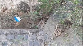 Sitting and Sleeping:  A tired  monkey caught on camera when it was sleeping after having a good feast in South India