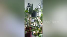 Philippines earthquake shakes house plants