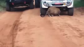 Leopard inspects vehicle amid pathway in Sri Lanka