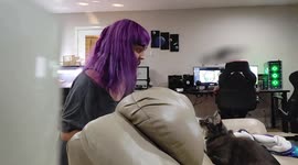 Pet owner films brilliant game of peekaboo with her excitable cat