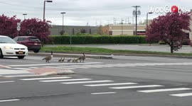 'Heartwarming Footage of a Family of Geese Crossing a Busy Intersection'