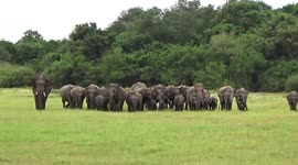 the tusker guideing to the heard of elephants come to drink water