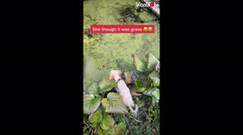 Unsuspecting dog strays into algae-covered pond thinking it was grass