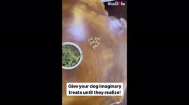 'Invisible Treat Challenge on Golden Retriever is the Funniest Thing You'll See Today '