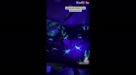 Bold US girl collects dozens of scorpions roaming around her complex and keeps them as pets