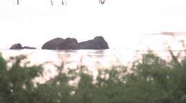 sri lankan tallest tusker having a bath on the lake with another tuskers