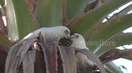 Canoodling Cockatoos – Little Corellas gently showing affection to one another
