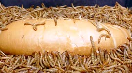 Watch 10,000 mealworms devour a hotdog in freaky time-lapse
