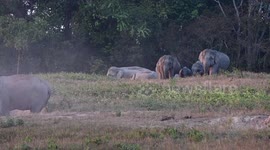 Beautiful moment herd of elephants play together in dried mud pit in Thailand