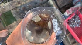 Vietnamese fishermen baffled by bizarre swirling sea creature