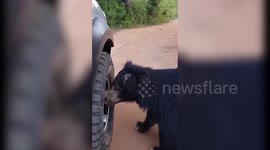 Bear playfully engages with vehicle's wheel in Sri Lanka