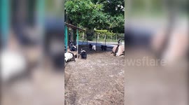 Goats chasing love. Several male goats harass and chase a female goat. -