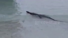 Friendly monitor lizard swims on beach in Thailand