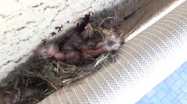 3 day old baby birds in the nest waiting to be fed