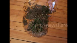Poor 6 month old Alaskan Malamute Puppy Fish ate garlic mustard plant in our garden and had a bad reaction