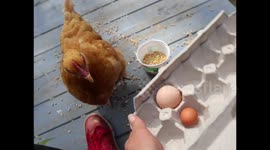 Buffy is officially a hen she laid her very first Fairy or Fart egg