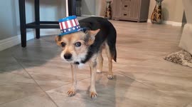 Little dog freezes every time his mom dresses him up in a hat