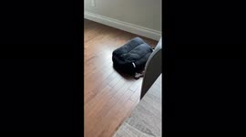 Environmental Friendly Paw-Powered Vacuum Cleaner