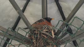 Mr. and Mrs. Robin Red Breast and their five hungry chicks live with our two hens Molly and Buffy
