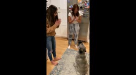 Bemused dog doesn't know how to react as he receives round of applause