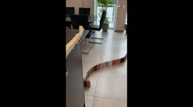 'This Unreal Domino-Falling Clip is the Only Relaxing Content You Need to See Today '