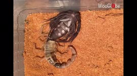 Skin-crawling timelapse shows scorpion shedding exoskeleton