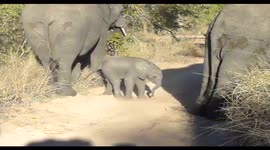 Adorable newborn elephant struggles to find feet in South African national park