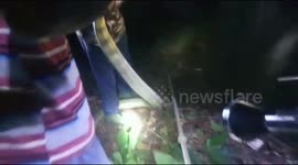 Huge 12-foot king cobra removed from south Indian village