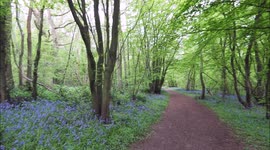 Bluebells and birdsong in an ancient woodland in Kent, UK