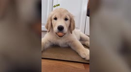 Adorable puppy nails the viral egg challenge and is so committed he refuses to give it back