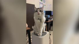 Adorable pet cat enjoys cool breeze from air purifier by standing on top of it