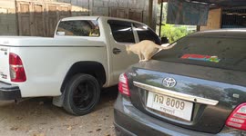 Cat flop! Hapless moggy slams while trying to jump between two cars