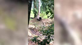 Smart bear rubs itchy back against tree branch in Malaysia