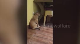 Guilty dog refuses to face owner scolding him for tearing sofa