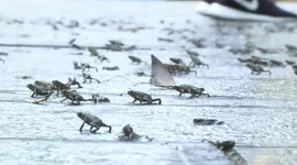 Locals tread carefully to avoid stepping on hundreds of horned toads migrating