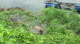 Lost wild deer stranded in canal rescued in Thailand