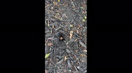 US: Brood X Cicadas Begin To Emerge En Masse After 17 Years