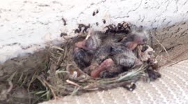 5 day old baby birds in the nest waiting on mama