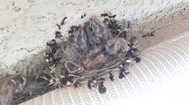 7 day old, 1 week, baby birds in the nest waiting on mama to feed her babies