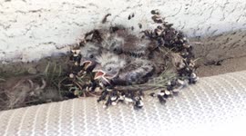 8 days old and these little birds are absolutely the cutest things ever
