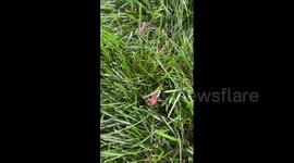 US: Brood X Cicadas Begin To Emerge En Masse After 17 Years 4