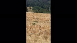 California firefighters release 3,000 goats into dry field to prevent future wildfires