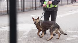 Dogs on guard at Old Trafford, during the Manchester United fans Glazers out protest
