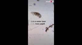 'Here's What Water Bears Look Like Under the Microscope'