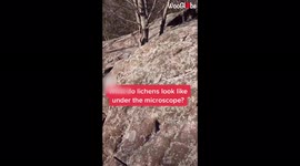 'Microscopic View of Lichen Shows Fungi & Algae Living Together'