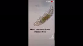 US scientist puts lichen, onions and 'almost indestructible' water bears under the microscope