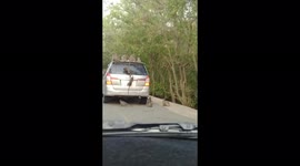 Dozens of monkeys surround and block cars in search of food