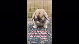 Owner documents sick baby rabbit's emotional journey back to full health