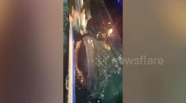 Whale shark swims up to fishing boat to ask for food in Indonesia