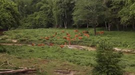 Herd of 60 red cows seen bathing in river in the wild in Thailand